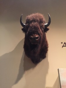 Bison - author provided image