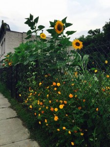 Capital Roots Sunflowers - author provided image