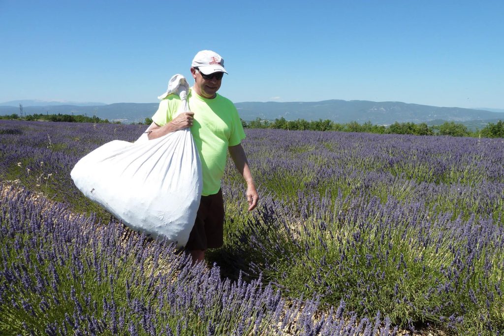 Hank Carrying Lavender Blossoms - Author provided image