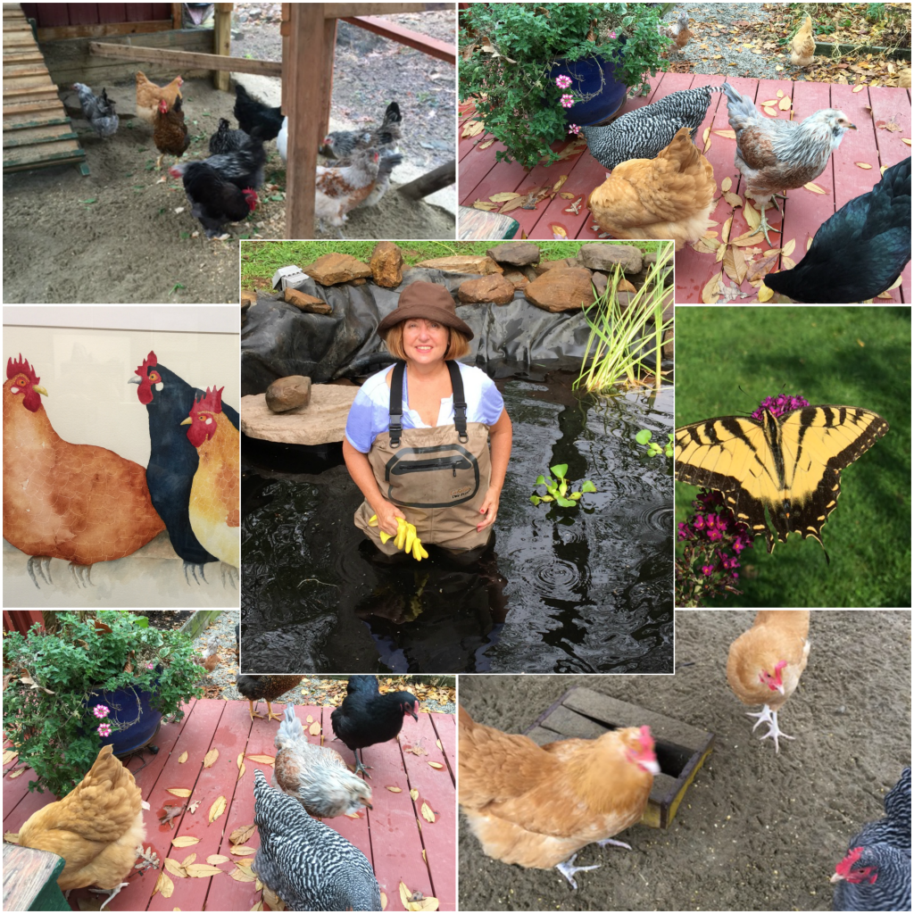 Donna's emotional wellness outlets: chickens, gardening, and nature!