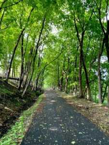 A shady running trail through the woods